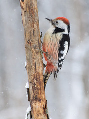 Средний пестрый дятел, Middle spotted woodpecker