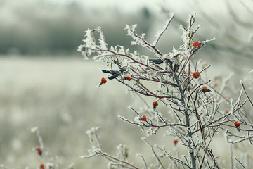 branches covered with snow winter snowfall background