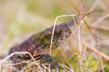 Common toad