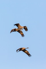 Flock of cranes flying at the sky