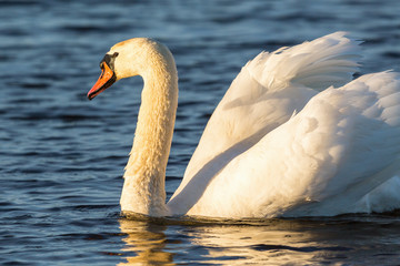 Mute swan swimming