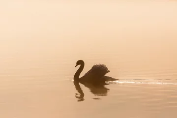 Rolgordijnen Mute swan in misty morning light © Lars Johansson