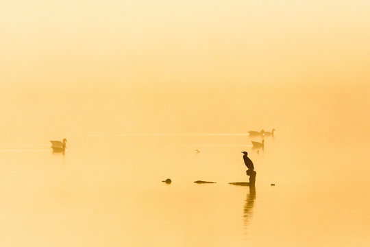 Cormorant sitting on a tree stump in sunrise