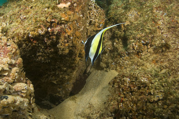 Tropical Fish at Cabo San Lucas Reef