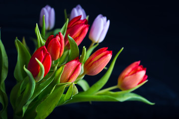 tulips bouquet isolated on black background