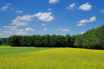 Spring landscape