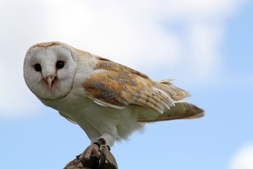 beautiful barn owl 
