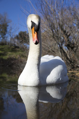Obraz premium Mute swan bird in water