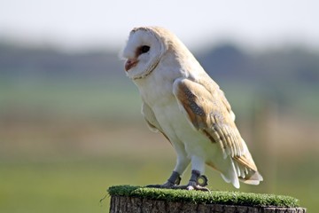 stunning barn owl