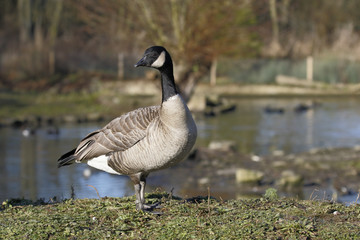 Richardsons Canada goose, Branta hutchinsii hutchinsii