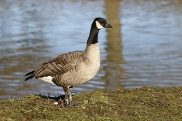 Richardsons Canada goose, Branta hutchinsii hutchinsii