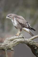 Common buzzard, Buteo buteo