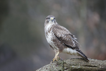 Fototapeta premium Common buzzard, Buteo buteo