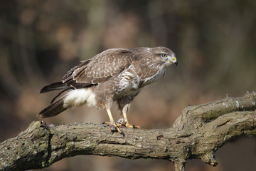 Common buzzard, Buteo buteo