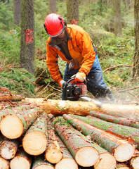 The Lumberjack working in a forest.