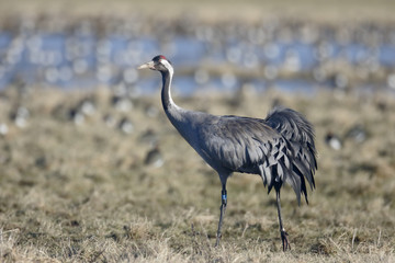 Common crane, Grus grus