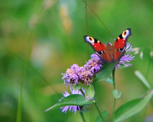 Spring floral background with peacock butterfly