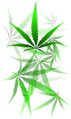 Fototapeta premium vector leaves of grass
