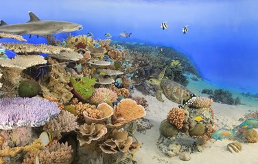 Oceania, reef coral - obrazy, fototapety, plakaty