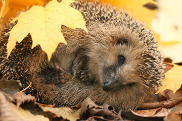 hedgehog autumn leaves forest