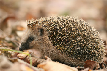 hedgehog autumn leaves forest