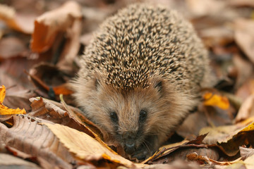 hedgehog autumn leaves forest