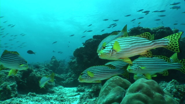 School of Plectorhinchus cinctus