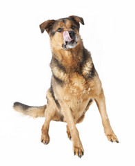 Hund leckt sich die Schnautze
