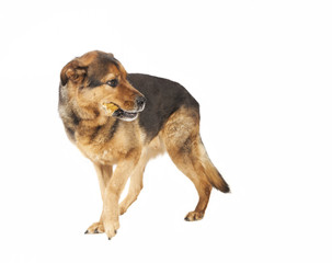Hund schaut nach hinten