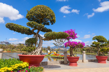 Bonsai at Da Lat Flower Gardens