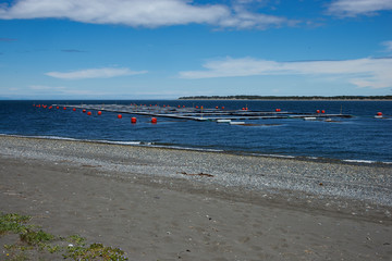 Salmon Farm