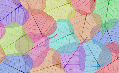 Fototapeta na wymiar Decorative colorful skeleton leaves background