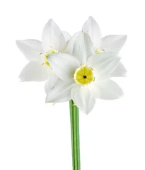 Crédence de cuisine en verre imprimé Narcisse Jonquille de couleur blanche et jaune isolé sur fond blanc