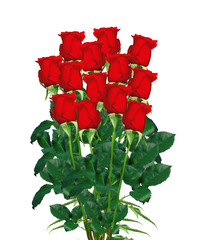 bouquet  of red roses closeup isolated on white