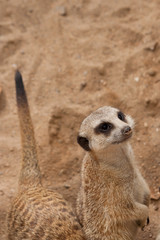 curious meercat