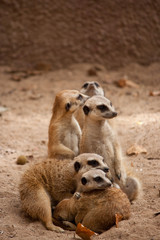 family of curious meercats