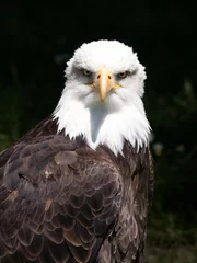 Foto op Plexiglas Bald eagle © josemperal