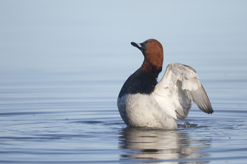 Northern pochard, Aythya ferina
