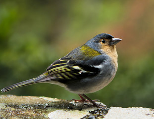 Madera © marcinbawiec