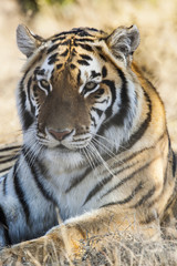 Fototapeta na wymiar resting tiger