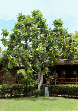Tropical tree with large green fruits