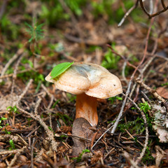 Red pine mushroom