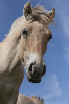 Haflinger portrfait