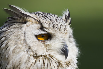 eagle owl head