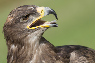 golden eagle