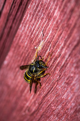 Wasp on old wood
