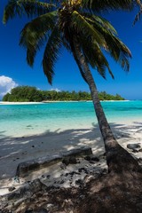 a palm on the cook islands