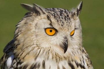 watchful eagle owl