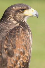golden eagle portrait