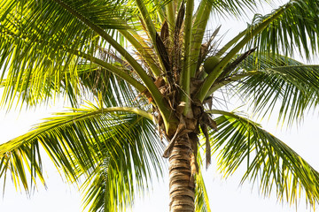 Coconut palm trees perspective view